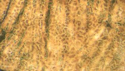 Mottled yellow and brown textures