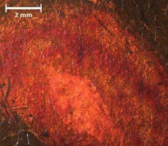 Fig.29 Micrograph of a rose on the left canvas of the first version of Edward Burne-Jones’s The Annunciation and the Adoration of the Magi 1861 © Tate