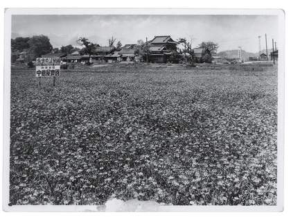 A flower field in the Nakatsutaya seed nursery owned by Yayoi Kusama’s family in Matsumoto, Japan
