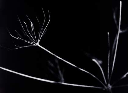 Nick Collins Dark Garden 2011 frame enlargement still from film 