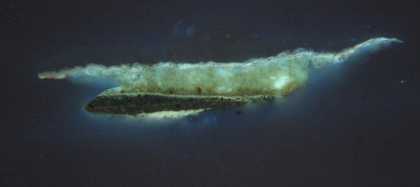 Fig.10 ​​​​​​​The same cross-section as fig.10, photographed in ultraviolet light, showing a sharp, fluorescent line of varnish between the black doublet and the gold chain.