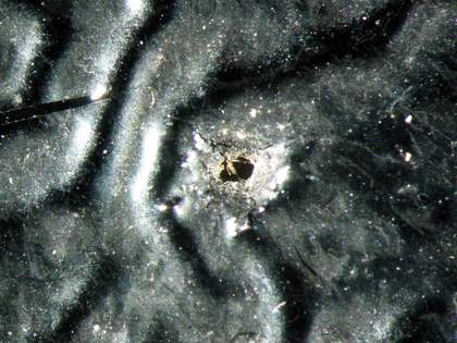 Detail of hole made in centre of ball made using compasses