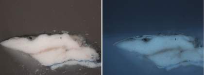 Cross-section of paint from the disembodied hand at the right foldover edge in visible light and ultraviolet light