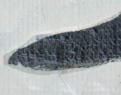 Detail of upper lip showing white paint overlapping black paint