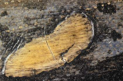 Detail of raised white spots in thigh coated with black paint