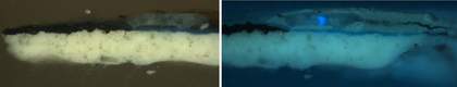 Cross-section of paint taken from left edge in visible light and ultraviolet light