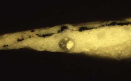 Fig.2 Cross-section through a vein in the sitter’s right leg. From the bottom: white ground; white priming; black pigment for the vein; flesh paint; traces of varnish 