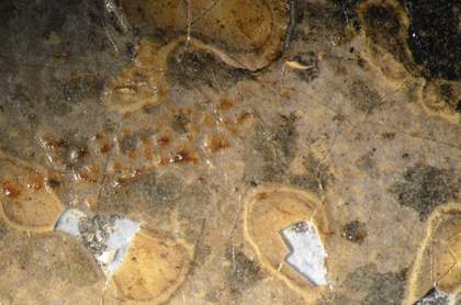 Micrograph of Janus mask showing losses to varnish and white spots