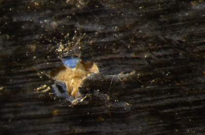 Micrograph revealing layer of bright blue paint