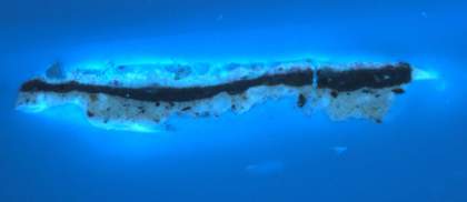 Fig.4 The same cross-section as fig.3 photographed in ultraviolet light