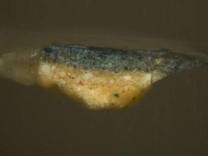 Fig.5 Cross-section through greyish blue sky near the top left corner, photographed at x200 magnification.