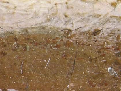 Fig.5 Brick red paint visible beneath sitter's eyebrow, photographed at x10 magnification