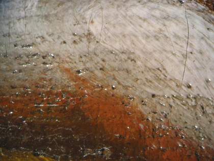 Fig.6 Reinforcing the contour of the finger with brick red paint, photographed at x8 magnification