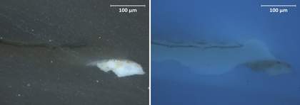 Cross-section of only the top-most layers of varnish in visible light and ultraviolet light
