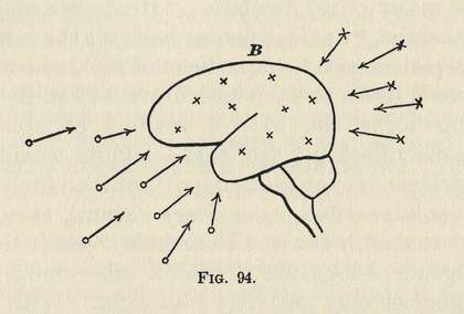 Diagram of the human brain from William James, The Principles of Psychology, vol.2, New York 1890