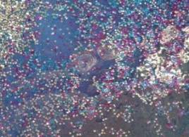 Chris Ofili, Detail of Mono Azul (Blue Monkey) from The Upper Room, showing circular fractures in the resin coating