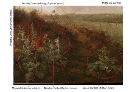 Plant species identified in the left foreground of Mousehold Heath