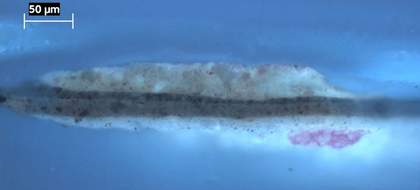 Fig.10 Cross-section through the yellow inscription on the brown background, photographed at x320 magnification in ultraviolet light.