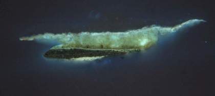 Fig.10 ​​​​​​​The same cross-section as fig.10, photographed in ultraviolet light, showing a sharp, fluorescent line of varnish between the black doublet and the gold chain.