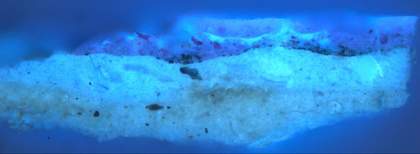 Fig.14 Cross-section through a highlight in the red drapery, photographed at x200 magnification in ultraviolet light.