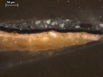 Fig.15 Cross-section through a grey, highlit fold in the black sash, photographed at x320 magnification. 