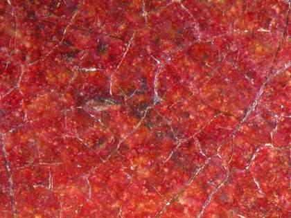 Fig.12 Detail at x10 magnification of black drawing showing through the red drapery