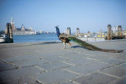 Francis Alÿs The Ambassador 2001