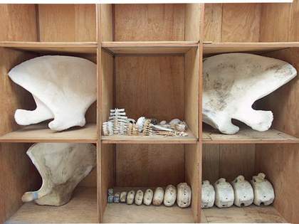 Cleaned whale bones in the temporary workshop at Buenavista Station Mexico City 2006 