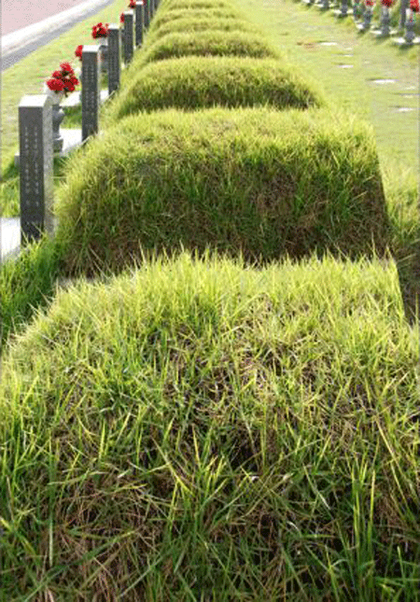 Hans Haacke National Cemetery at outskirts of Gwangju, where the victims of 18 May 1980 uprising against the South Korean dictatorship are buried. 