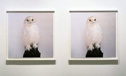 Roni Horn Dead Owl 1998