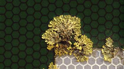 Patrick Keiller Robinson in Ruins 2010: Xanthoria parietina on road sign, March 2008 video still