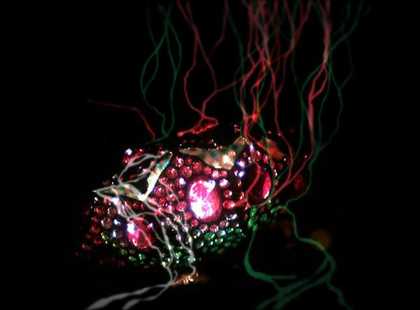 A close up on a strange gem encrusted natural plant object on a black background