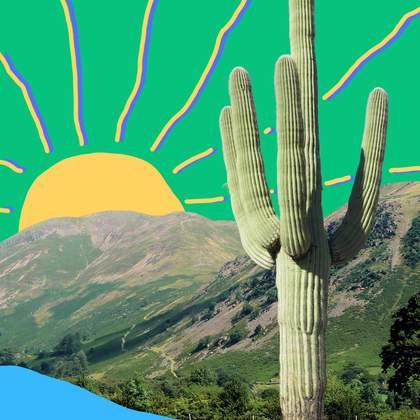 A cactus stands in front of a landscape and a sunrise