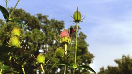 Patrick Keiller Teasels with peacock butterfly, near Woodeaton in Robinson in Ruins