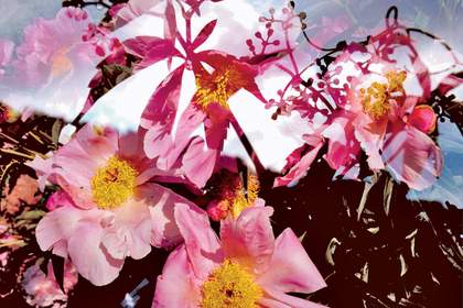 Peter Fischli and David Weiss Image from Untitled (Flowers) 1998 two