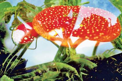 Peter Fischli and David Weiss Image from Untitled (Flowers) 1998 one