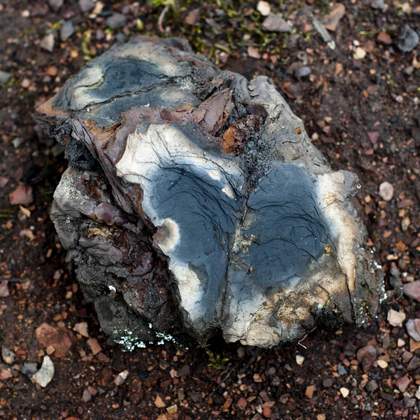 Shale from Broxburn 2008 TP17