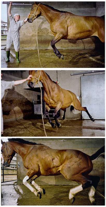 Tim Macmillan Still from Dead Horse  1998