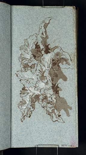 Study of the Leaves of a Burdock by Turner