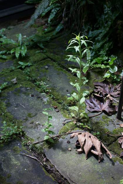 Wolfgang Tillmans, Weed 2014 © Wolfgang Tillmans